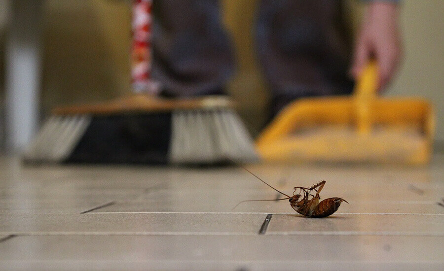 Cockroaches Control in Abu Dhabi