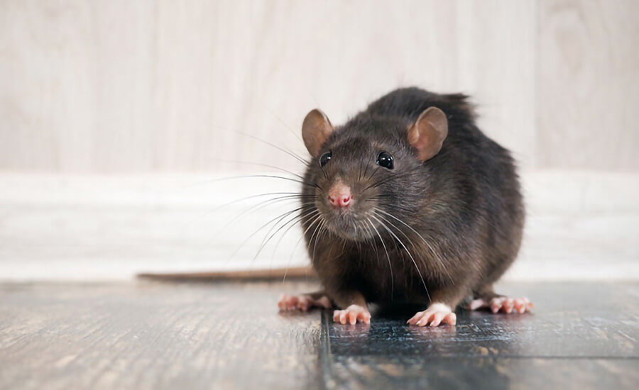 Rats Control in Abu Dhabi