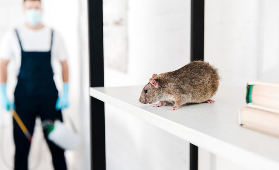 Rodents Control in Abu Dhabi and Dubai