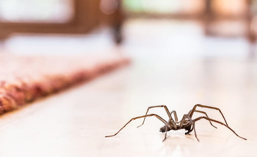 Spider Control in Abu Dhabi and Dubai